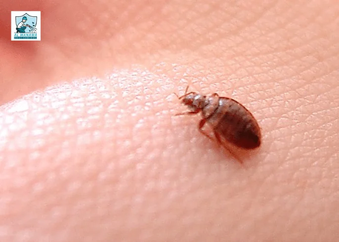 How To Get Rid Of Bed Bugs -min