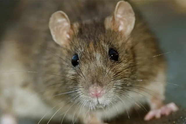 Rats & Mics Pest Control