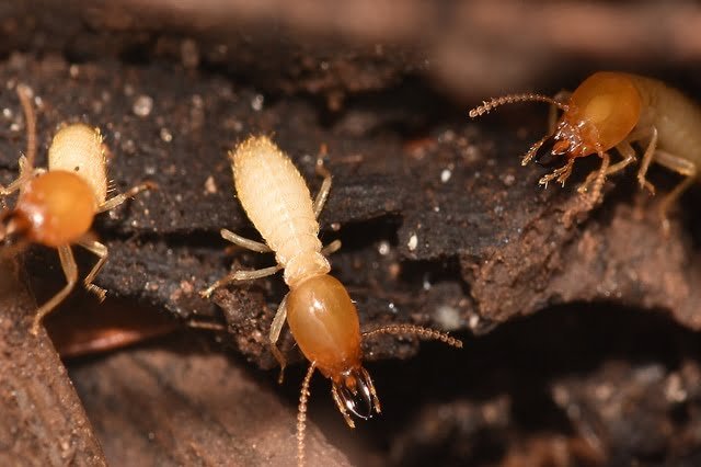termite control in Dubai