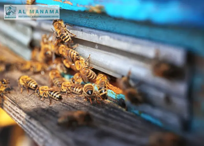 Complete Guide of Honeybee Control Service