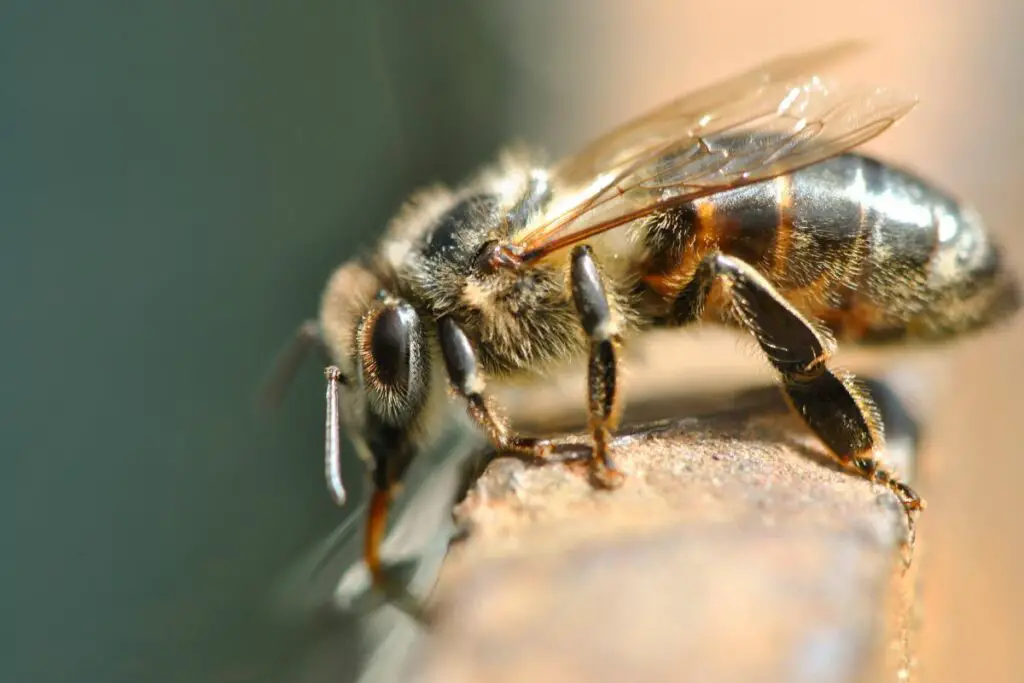 Honey Bees Control Tips