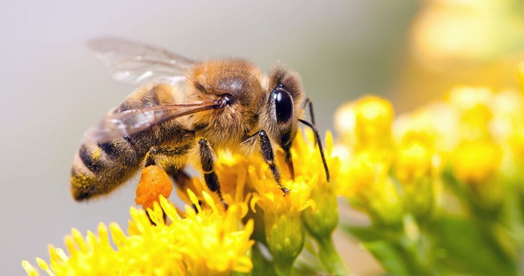 How to Control Honey Bees