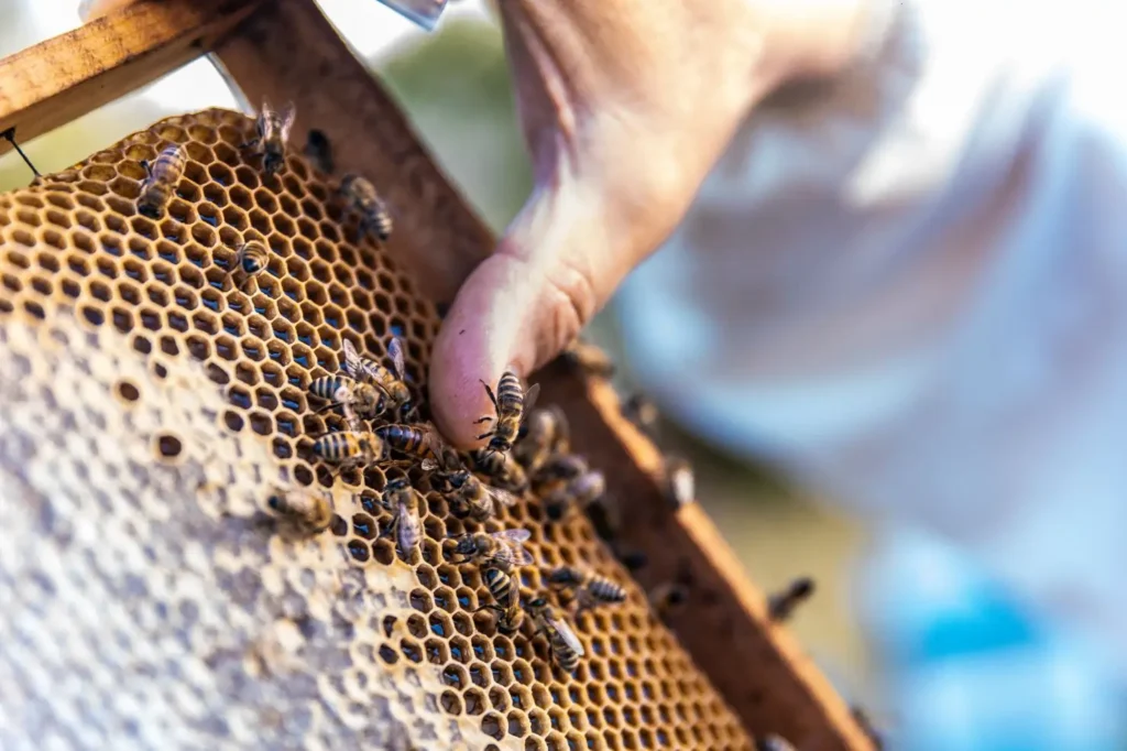 Control Honey Bees