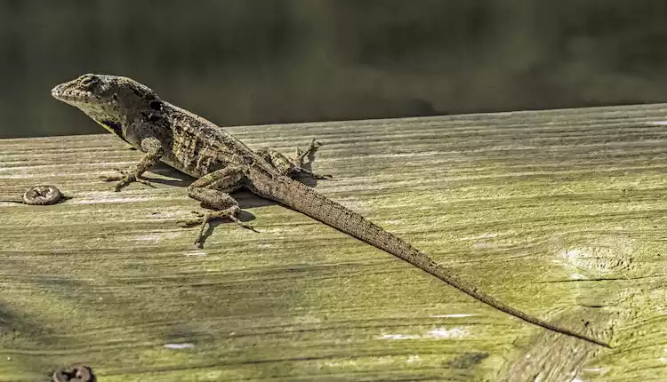 Get Rid of House Lizards