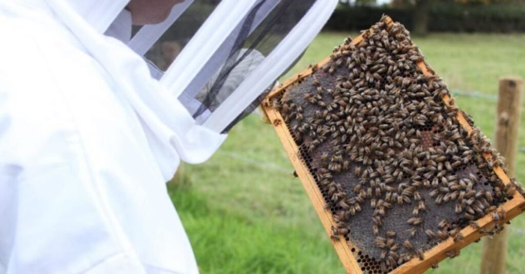 How to Control Honey Bees