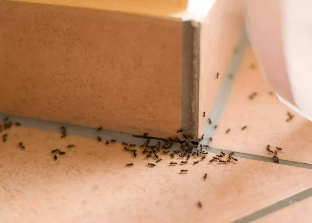 How to Get Rid of Ants at Home