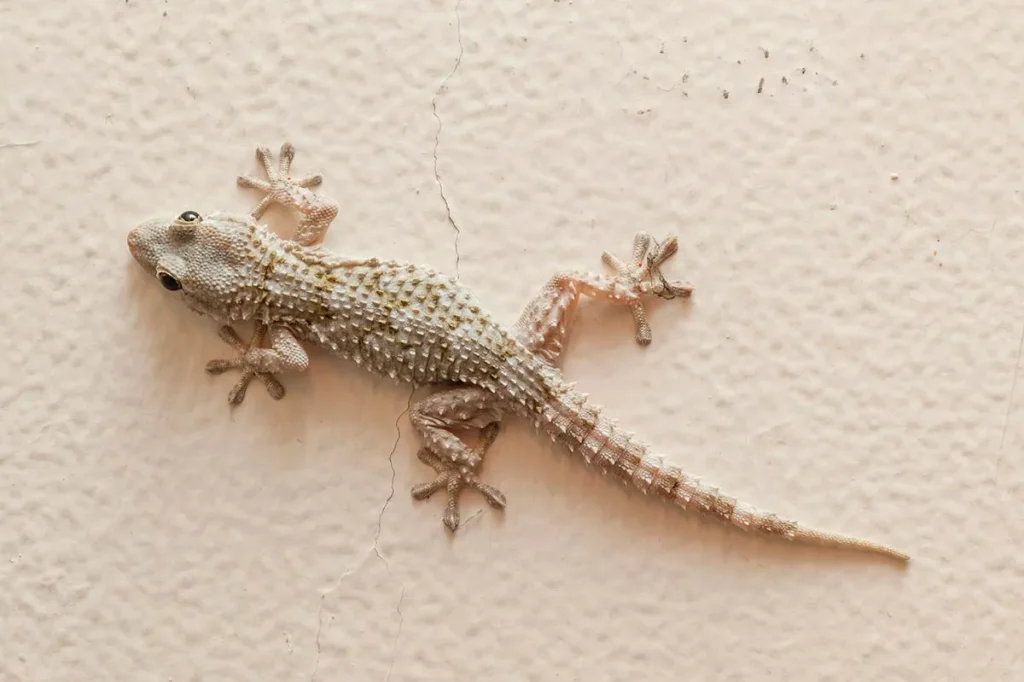 How to Get Rid of House Lizards