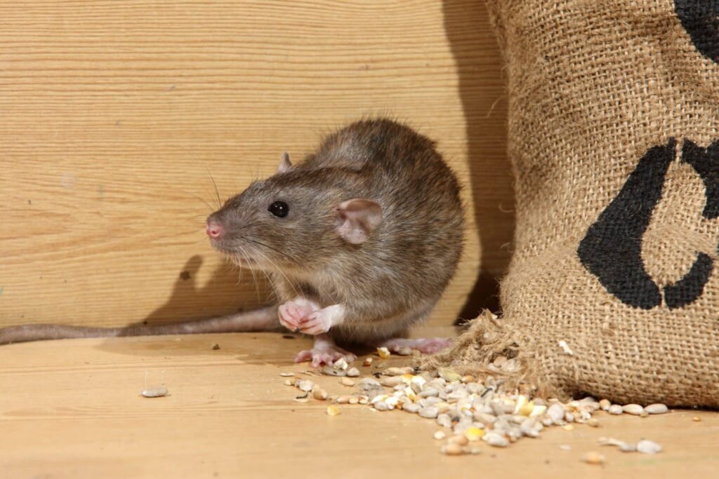 How to Get Rid of Rats at Home