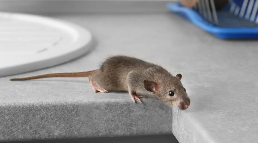 how to get rid of rats at home naturally