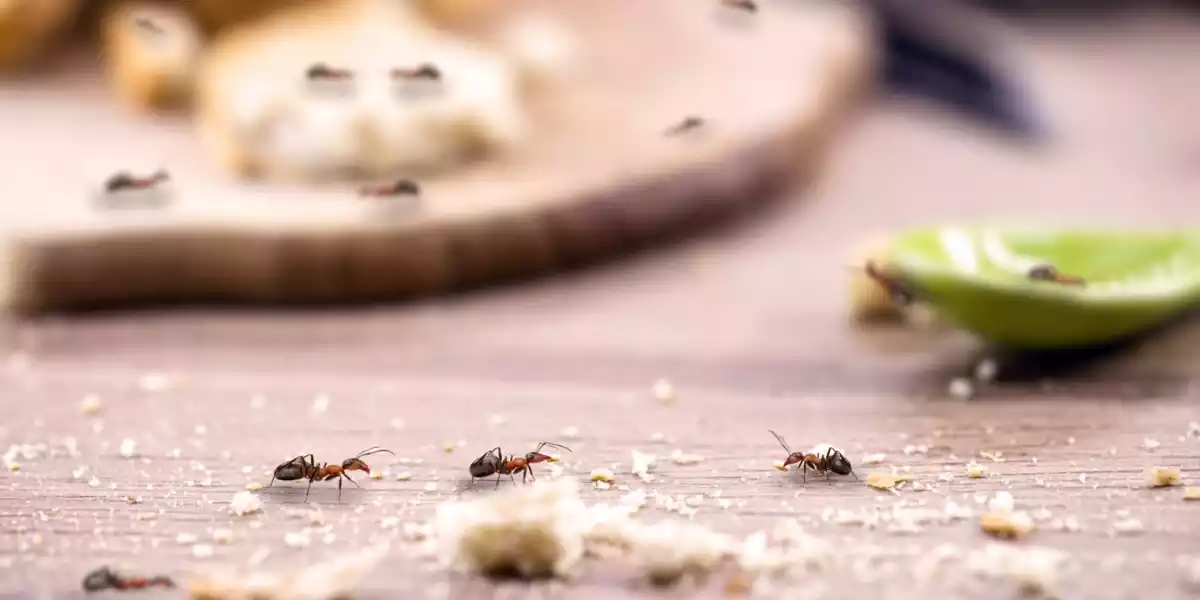 how to get rid of small ants naturally