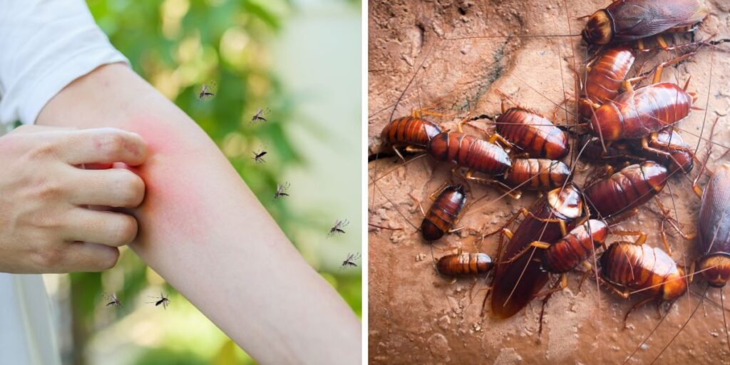 Cockroach and Mosquito Pest Control in Dubai