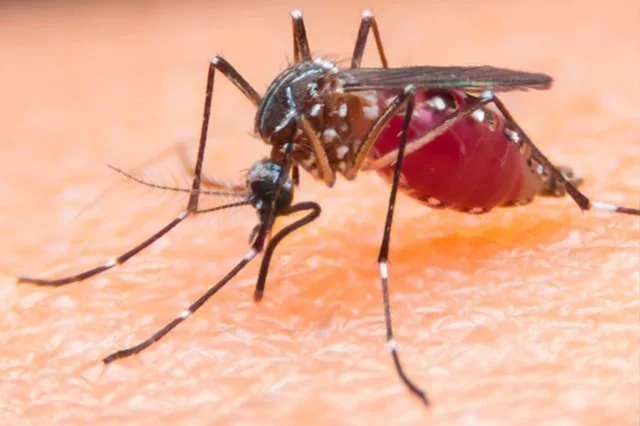Mosquito Pest Control